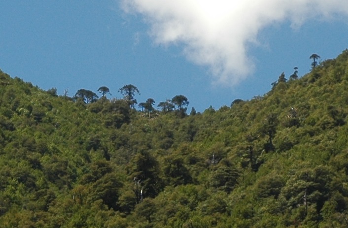 Cerro Maitenes